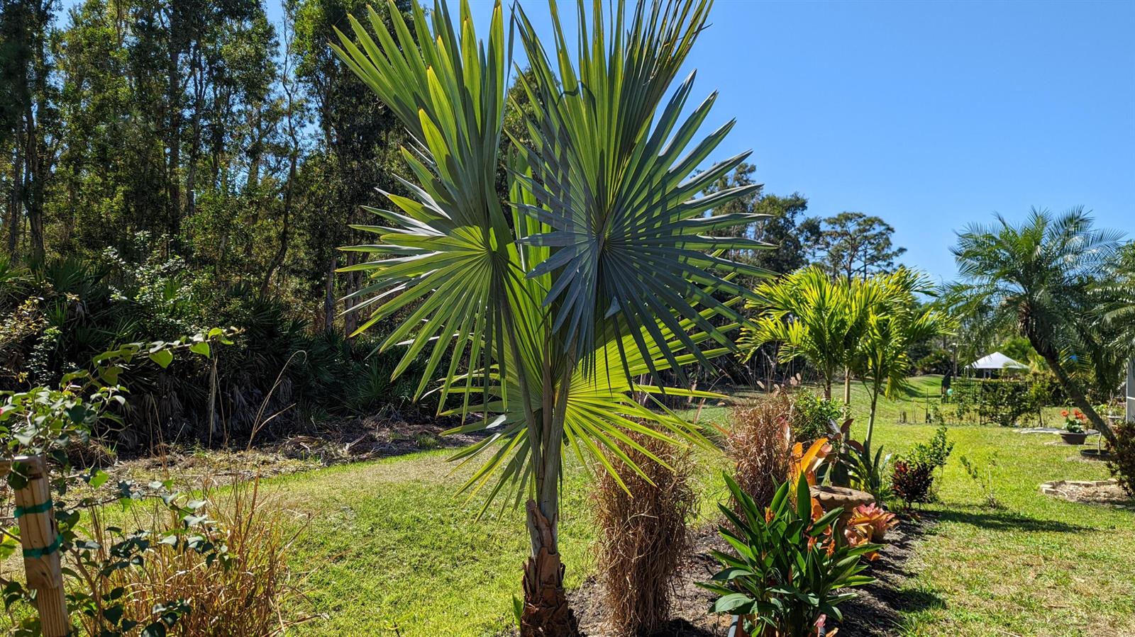 A young palm tree stands in a sunny backyard with a wooded area in the background — 23238 Marsh Landing Boulevard, FL 33928, FL