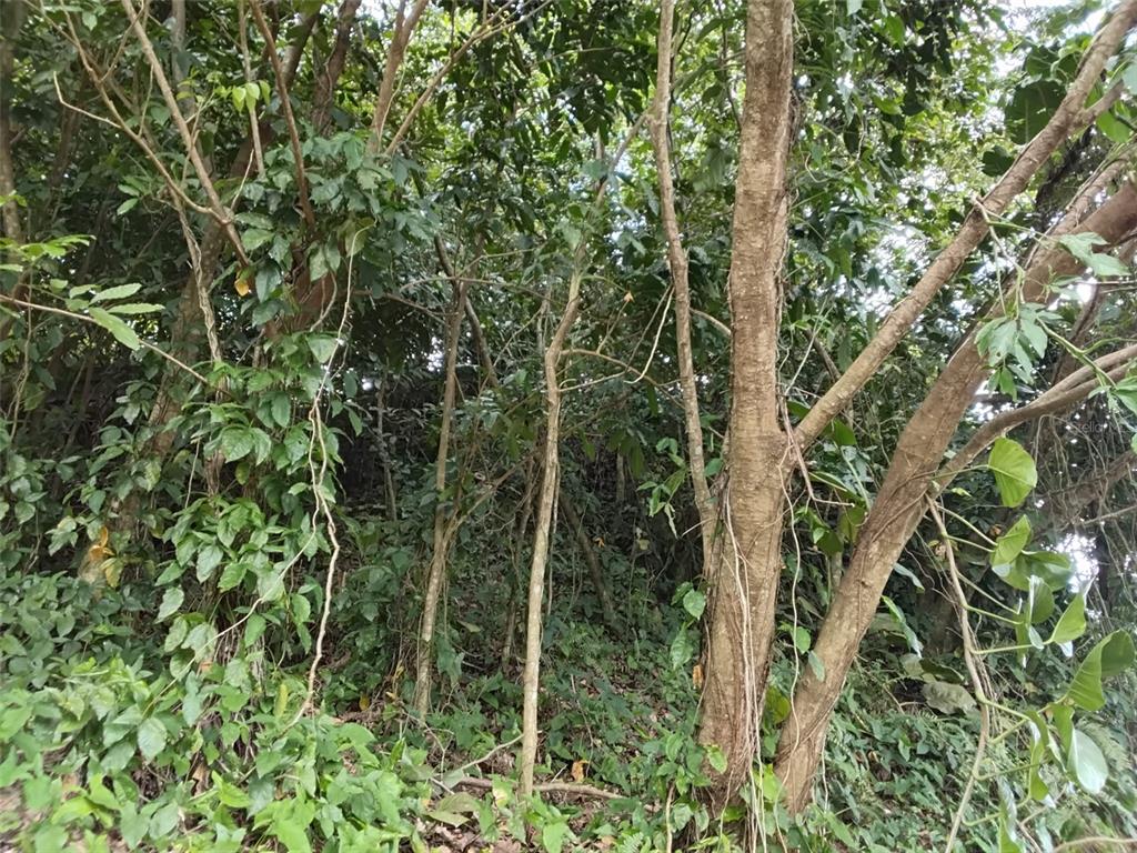 A dense, wooded area with various trees, vines, and thick undergrowth on a sloped terrain — BO.  INDIERA BAJA, MARICAO, PR